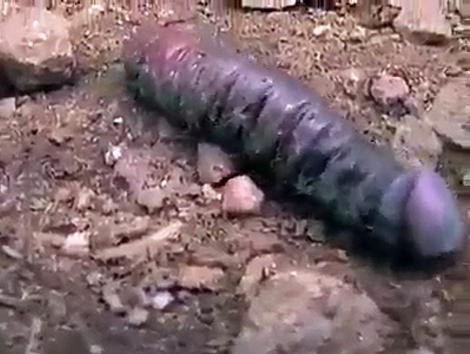 Descoberto novo animal
