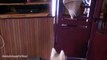 Siberian Husky Puppy meets his Dad