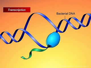 Macrolides_ Mechanisms of Action and Resistance