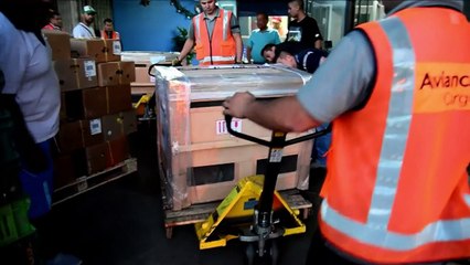 Condores chilenos tentam recuperar a espécie na Colômbia