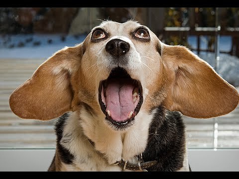 Как чихают разные животные Ми Ми Ми )