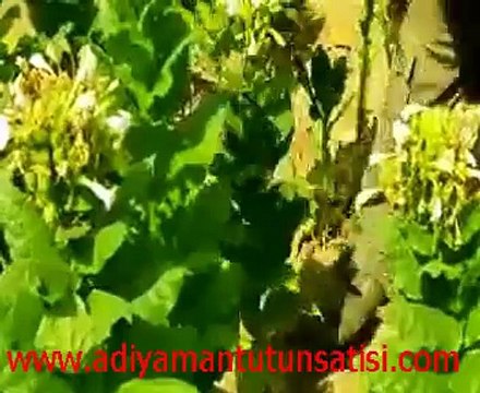 Adıyaman Tütünü, adıyaman Tütün ekimi, adıyaman tütünü hasat toplanması