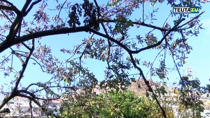 Portreti ne TV Teuta,Ruzhdo Dervishi HD