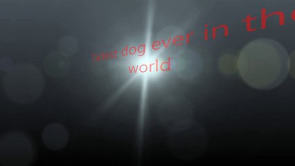 The Tallest Dog in the world