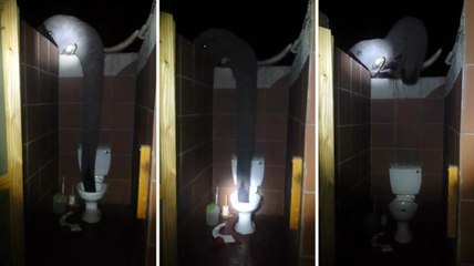 Elephant Caught Drinking Out of The Toilet