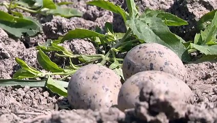 Katten worden geholpen: weidevogels krijgen weer rust - RTV Noord