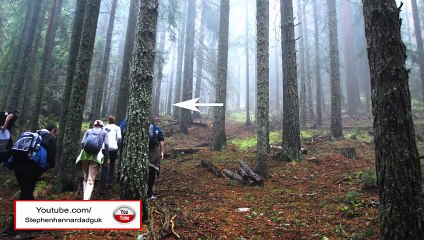 Un alien (Gris) repéré par les randonneurs en forêt ?