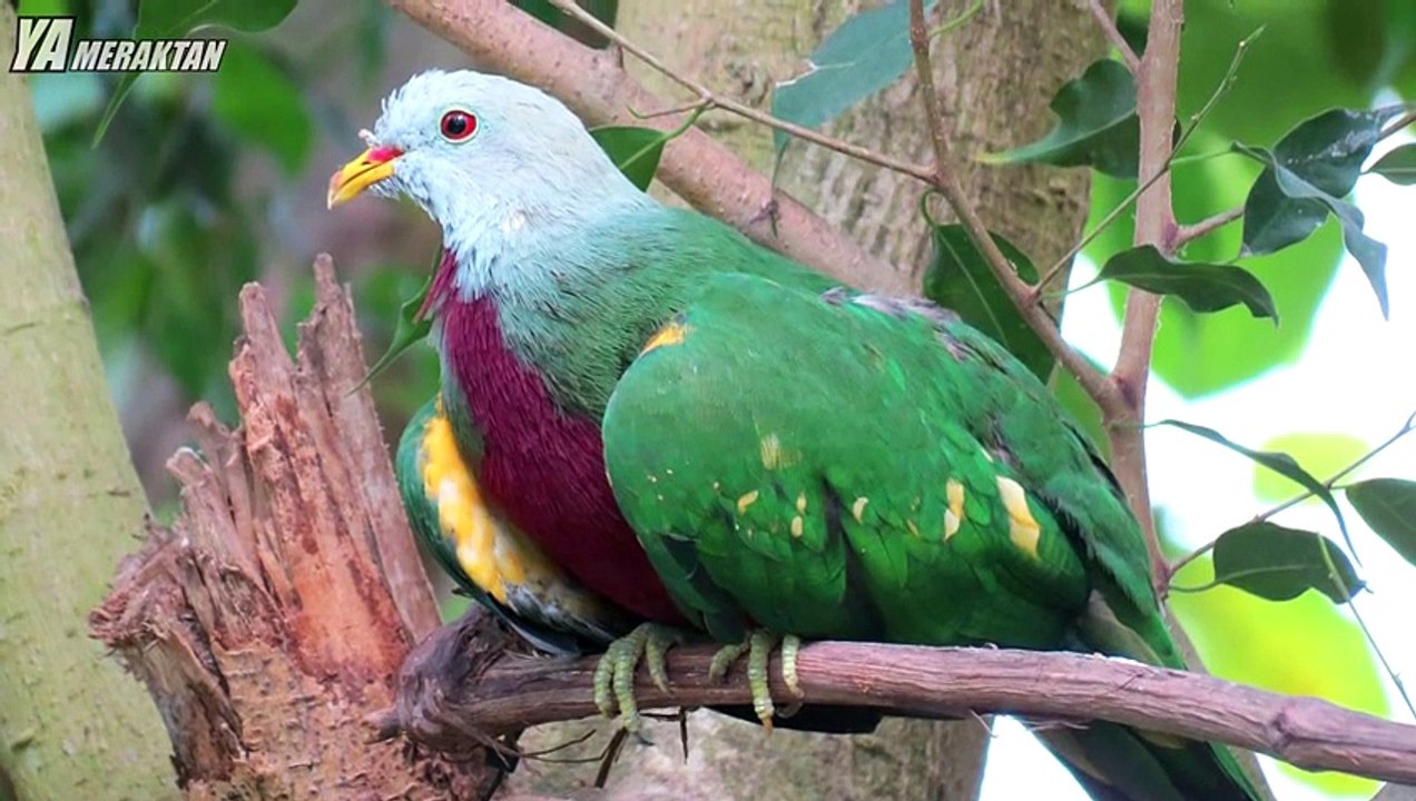 Yaşıyor Olabilecek Nesli tükenmiş 10 Hayvan