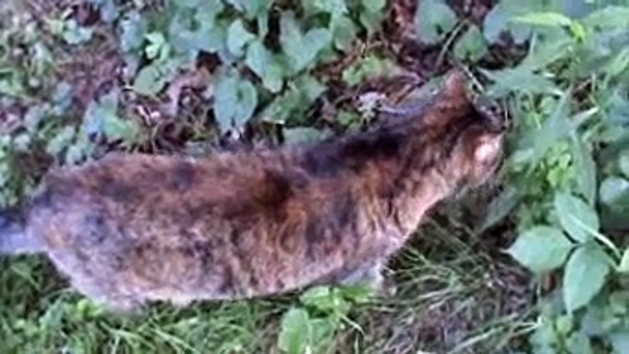 SHADOW - Video Dailymotion