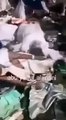 فيديو التدافع في منى والذي ادى لوفاة اكثر من 717 حاج واصابة المئات
