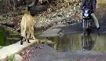 A Lion of Gir Forest walks beside People on bike Must Watch...