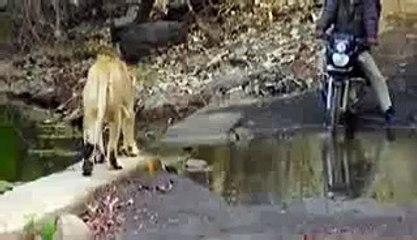 A Lion of Gir Forest walks beside People on bike Must Watch...