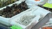 Angulas, a 650 euros, y percebes a 290 en Bilbao