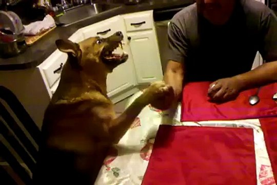 Армрестлинг со злой собакой