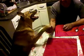 Армрестлинг со злой собакой