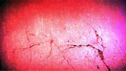 Caméra cachée sur l'élevage choc de canes dans le Sud-Ouest