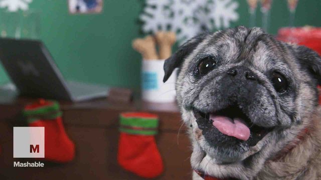 Watch these adorable pugs recreate a holiday office party