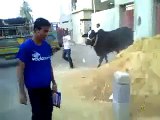 Cow Run Away 2014 _ hahahahaha
