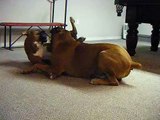 Dogs think theyre UFC fighters lol