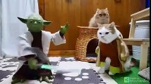 Oyuncak Karşısında Deliren Kediler
