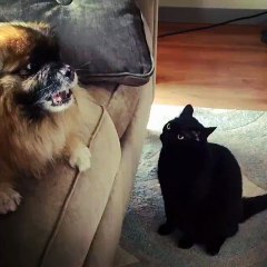 Köpeğe kafa tutan asabi kedi