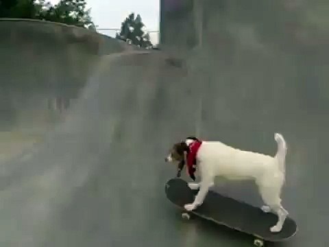 Пёс на скейте. Такого вы еще не видели