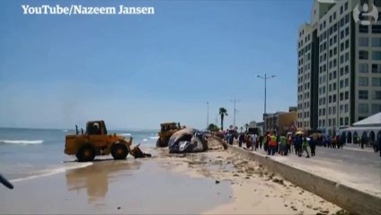 Dead whale washes up on popular South African beach