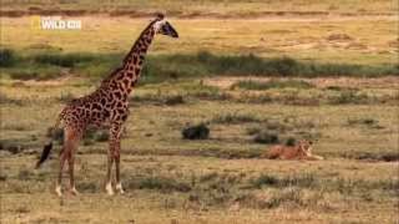 Lion vs giraffe 42