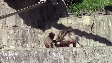 Monkey Fight : Animal Fight