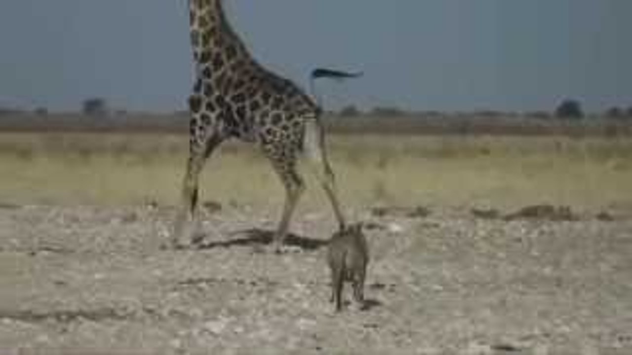 Lion vs giraffe 46