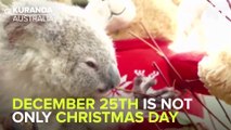 Adorable Koala Celebrates His 1st Birthday On Christmas Day