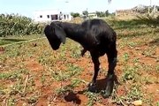 Goat has only 2 legs : must watch