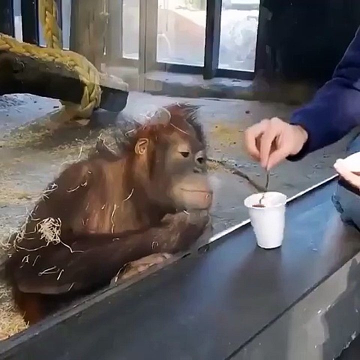 Kriz geçiren maymun :)