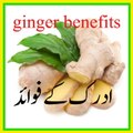 ginger benefits adrak ke fawaid