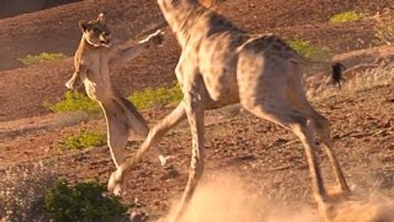 Giraffe VS Lion 53