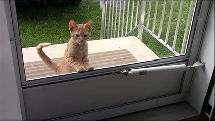 kitty cat visitor