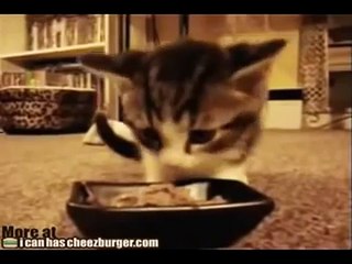 먹이를 물어뜯는 잔혹한 맹수