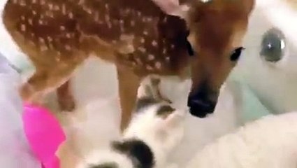 아기사슴과 냥이