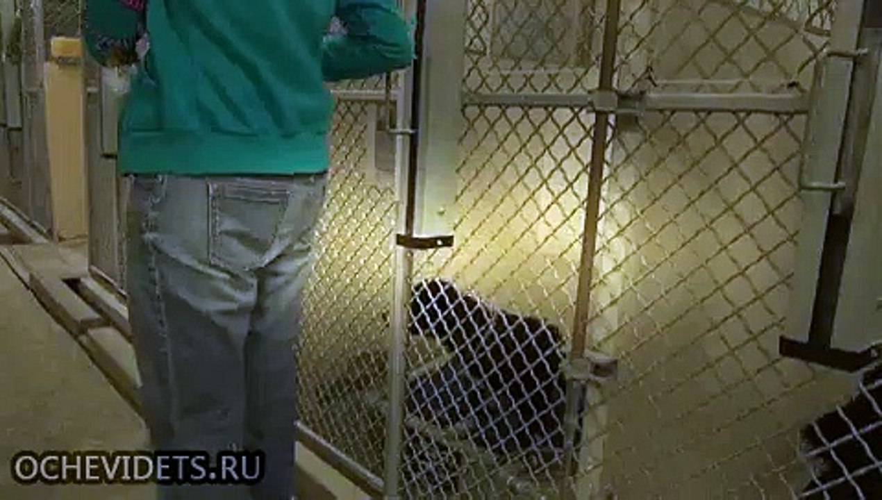 Пёс из приюта не смог сдержать эмоций, когда понял, что его пришли забрать, а не усыпить