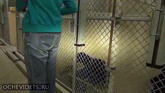 Пёс из приюта не смог сдержать эмоций, когда понял, что его пришли забрать, а не усыпить