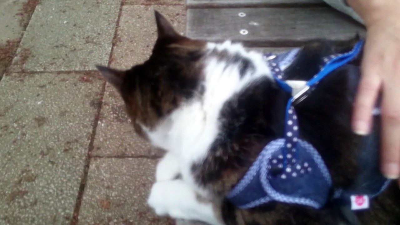 uni the cat