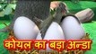 Moral Stories in Hindi - Koels Big Egg