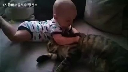 [심쿵주의]애기라고 봐주는 고양이