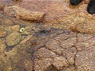 La Chasse aux Crabes
