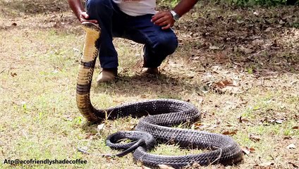 KING COBRA VS PYTHON