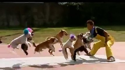 Amazing Dog Talent (dog Lovers)