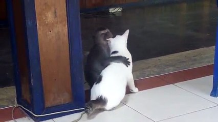 MONKEY KISSING A CAT, , FUNNY MONKEY, FUNNY CATS, FUNNY ANIMALS, ORIGINAL VIDEO