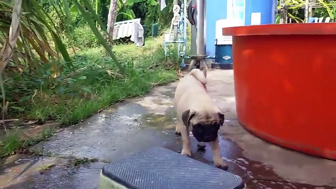 Счастливчик мопс)))