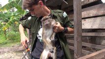 (EN) Long tailed macaque rescued on Christmas Day / (FR) Sauvetage d'un macaque le jour de Noel / (ID) Penyelamatan monyet hari ini