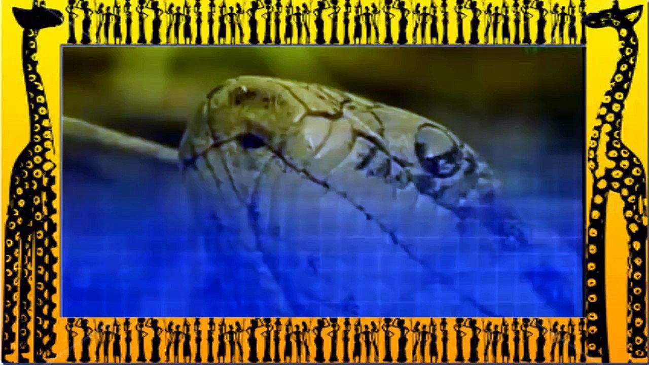 Giant ANACONDA Attacks TIGER